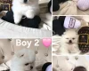 Pomeranian