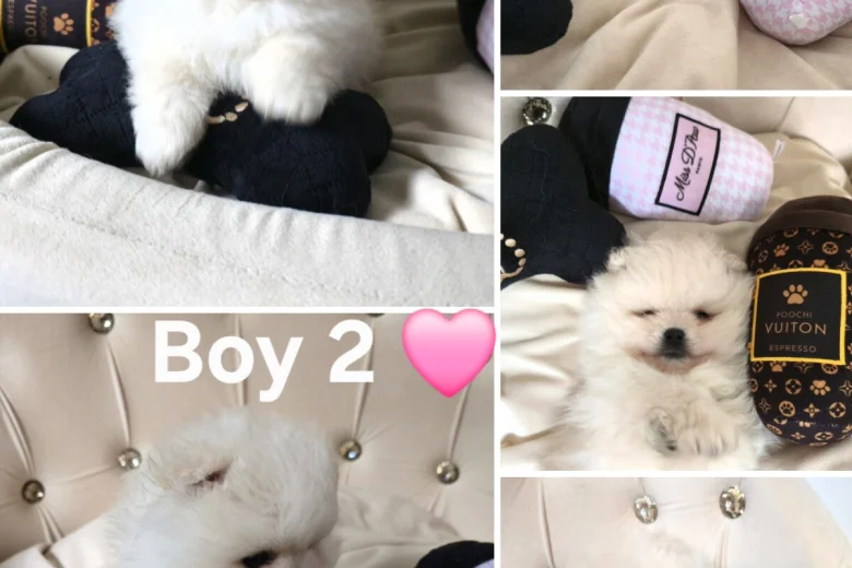 Pomeranian