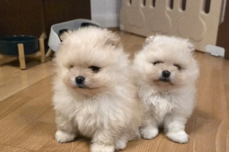 Pomeranian
