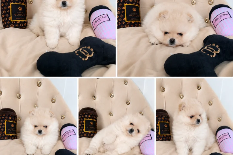 Pomeranian