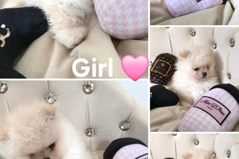 Pomeranian