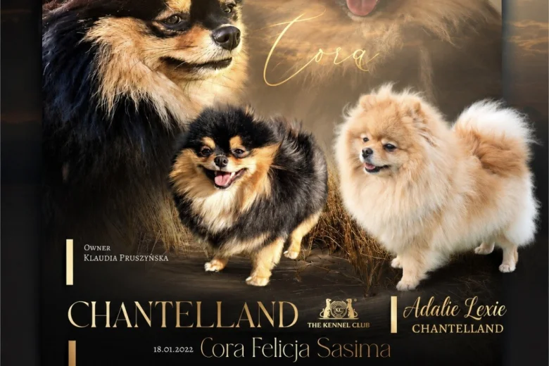 Pomeranian