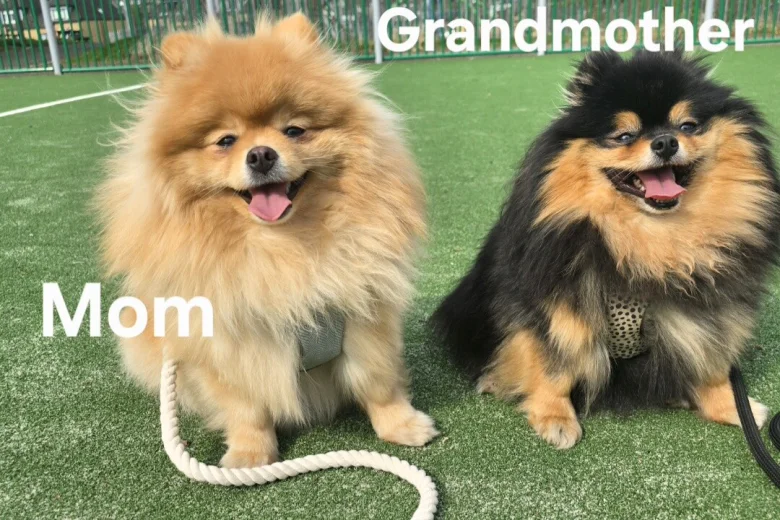 Pomeranian