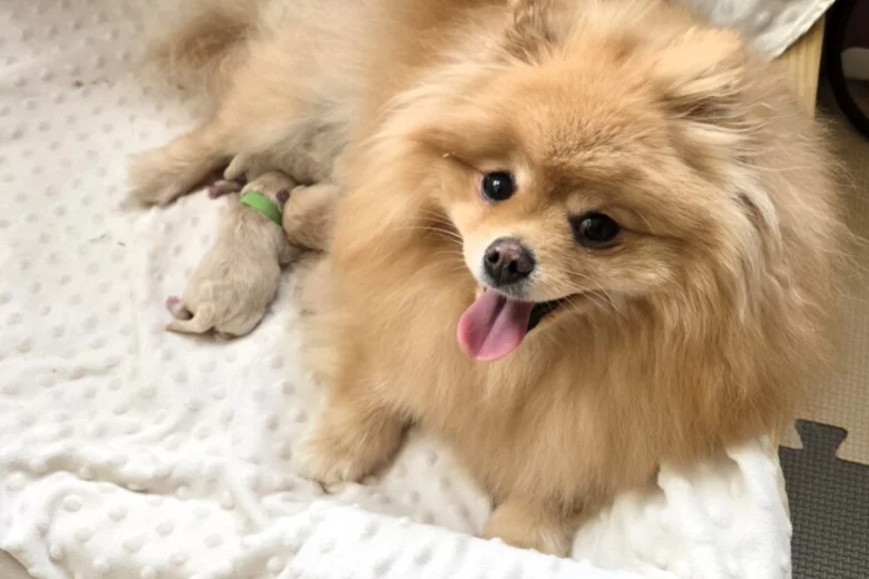 Pomeranian