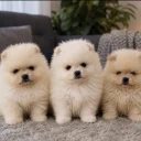 Pomeranian