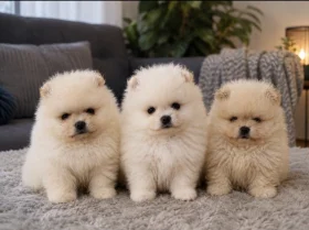 Pomeranian