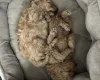 Toy Poodle