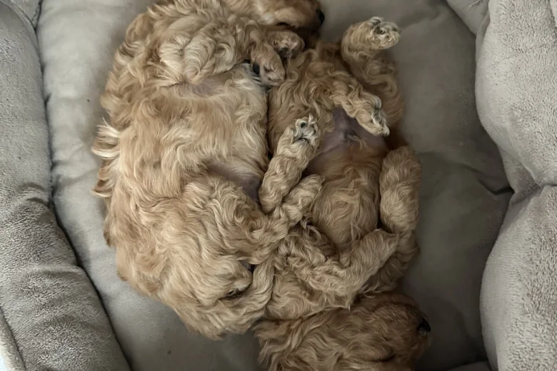 Toy Poodle