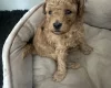 Toy Poodle