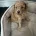 Toy Poodle