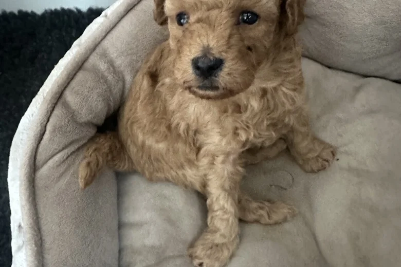 Toy Poodle