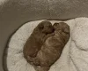 Toy Poodle