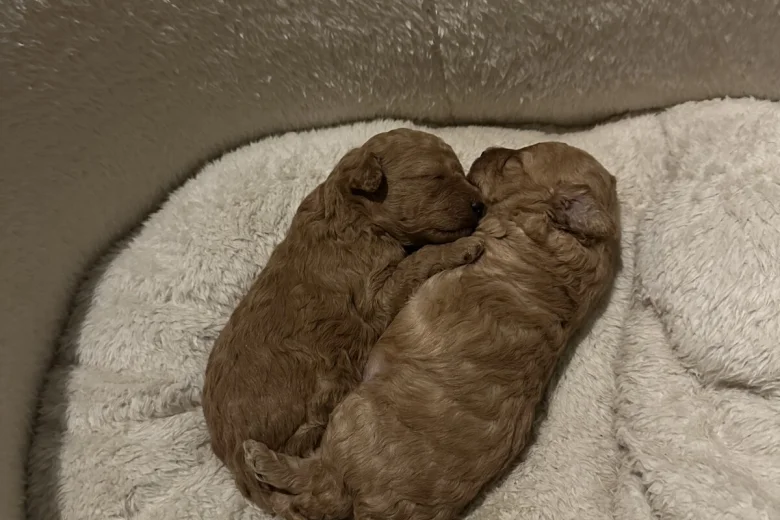 Toy Poodle