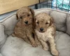 Toy Poodle