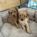 Toy Poodle
