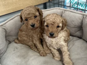 Toy Poodle