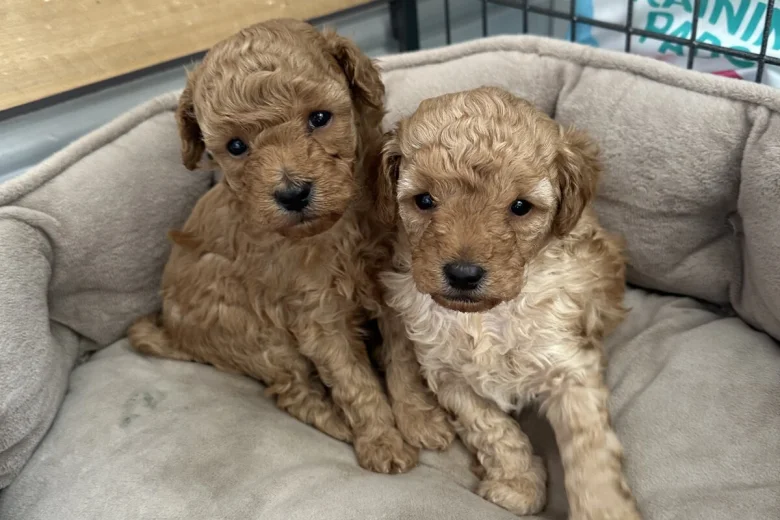 Toy Poodle