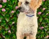 Toy Poodle