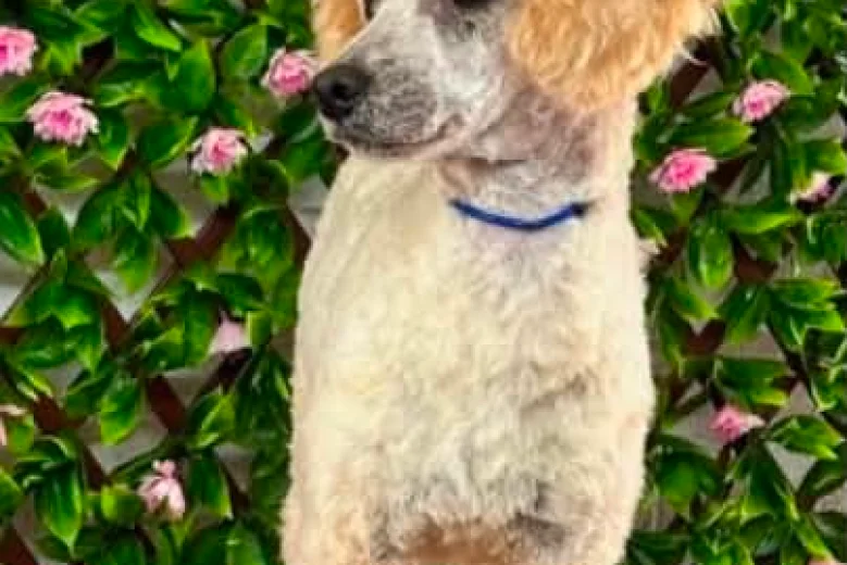 Toy Poodle