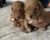 Toy Poodle