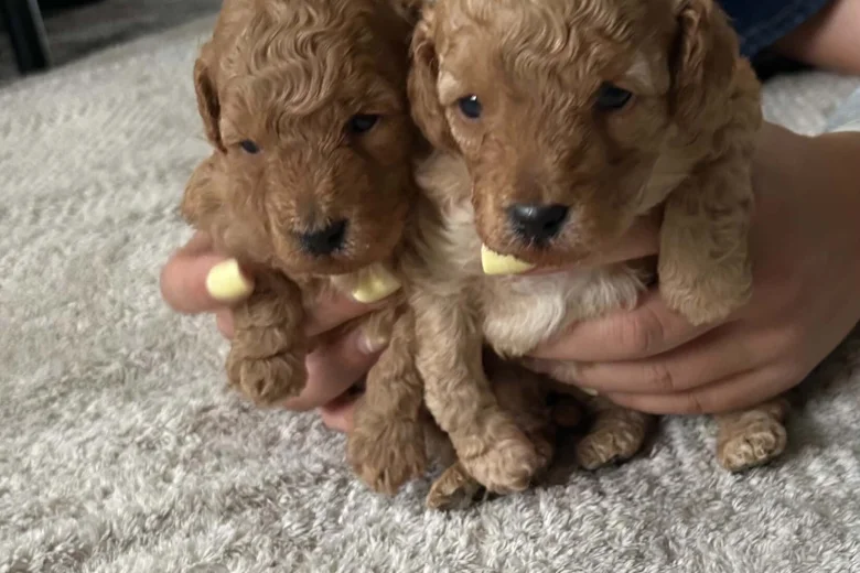 Toy Poodle