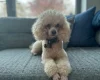 Toy Poodle