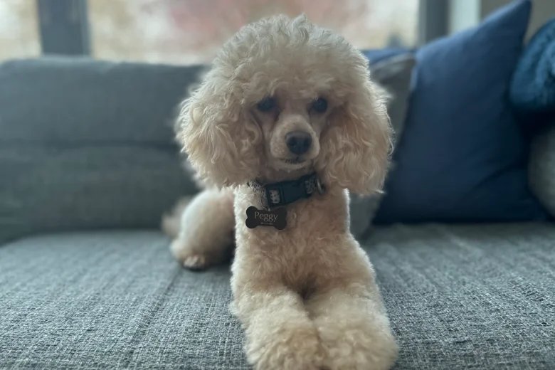 Toy Poodle