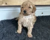 Toy Poodle