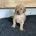 Toy Poodle