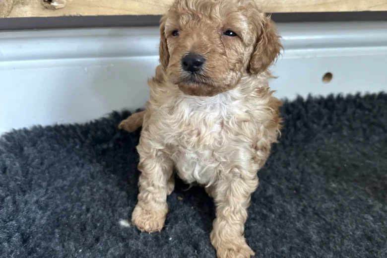 Toy Poodle