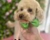 Toy Poodle