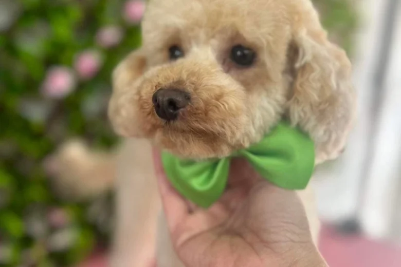 Toy Poodle