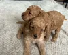Toy Poodle