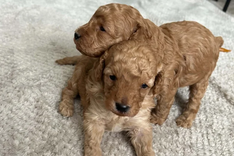 Toy Poodle