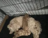 Toy Poodle