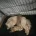 Toy Poodle