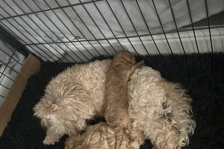 Toy Poodle