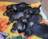 Dachshund (Wire Haired)