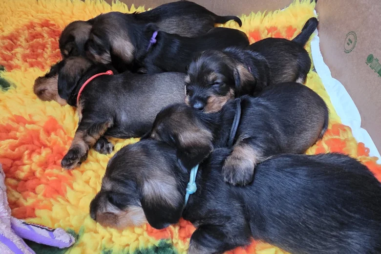 Dachshund (Wire Haired)