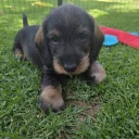Dachshund (Wire Haired)