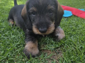 Dachshund (Wire Haired)