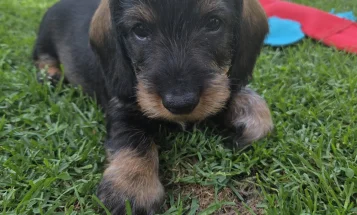 Dachshund (Wire Haired)