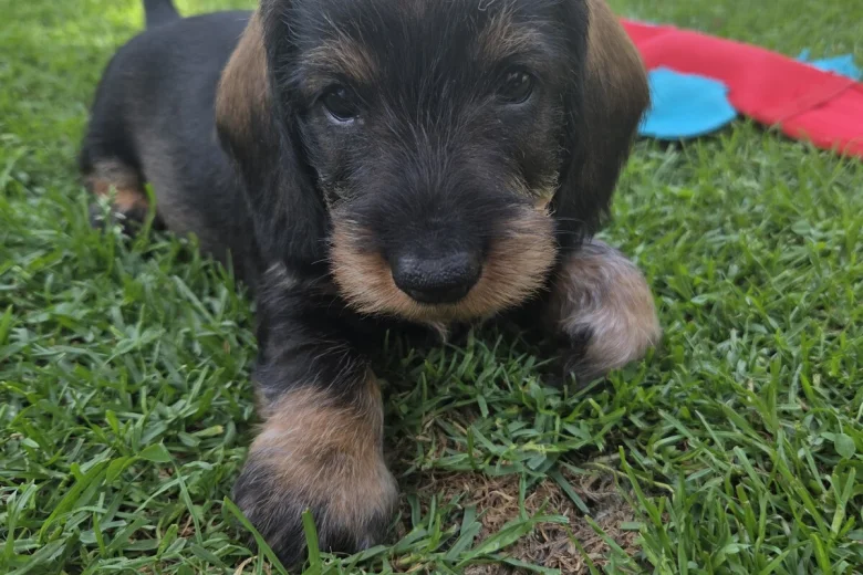 Dachshund (Wire Haired)