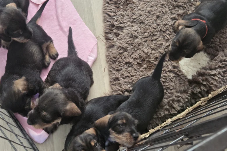 Dachshund (Wire Haired)
