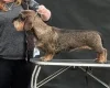 Dachshund (Wire Haired)