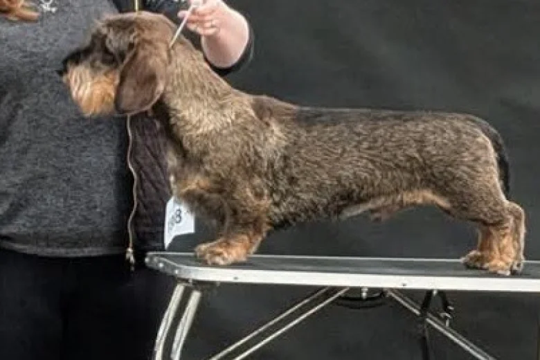 Dachshund (Wire Haired)