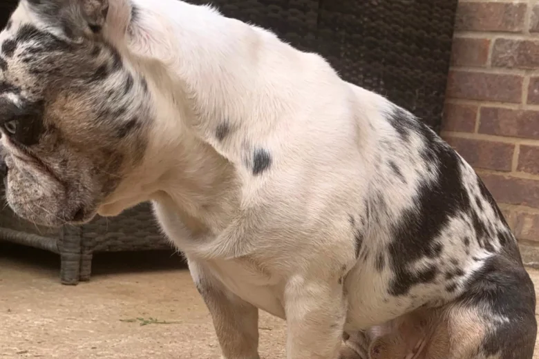 French Bulldog