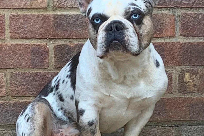 French Bulldog
