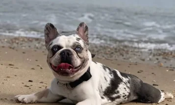 French Bulldog