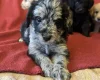 Labradoodle
